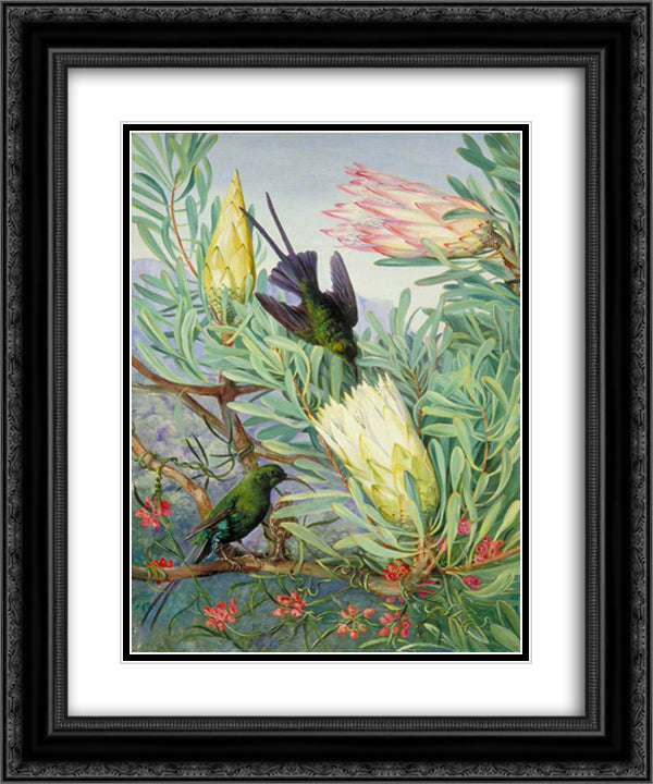 Honeyflowers and Honeysuckers, South Africa 20x24 Black Ornate Wood Framed Art Print Poster with Double Matting by North, Marianne