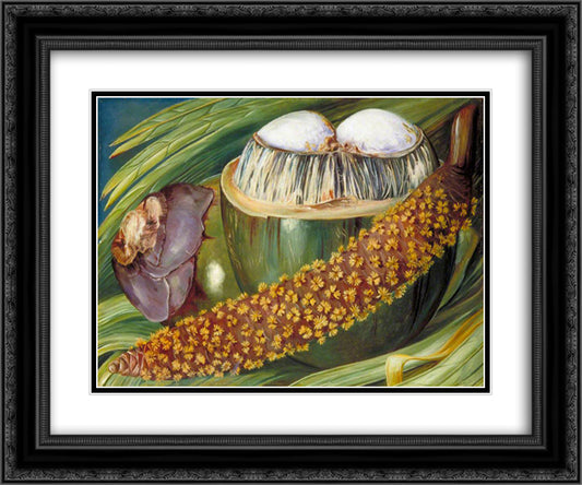 Male Inflorescence and Ripe Nuts of the Coco de Mer, Seychelles 24x20 Black Ornate Wood Framed Art Print Poster with Double Matting by North, Marianne