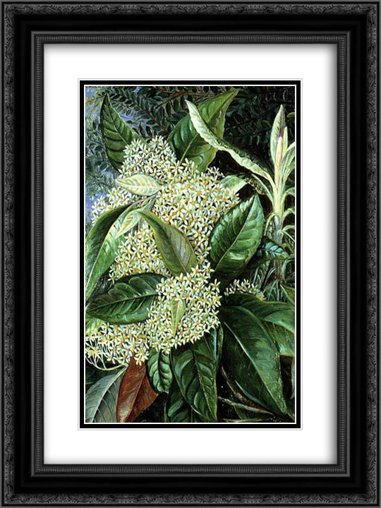 Olearia argophylla 18x24 Black Ornate Wood Framed Art Print Poster with Double Matting by North, Marianne