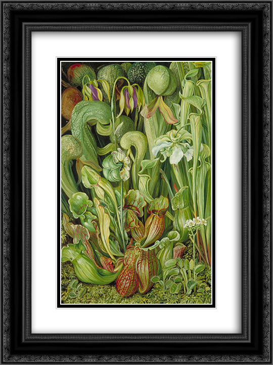Orchids 18x24 Black Ornate Wood Framed Art Print Poster with Double Matting by North, Marianne