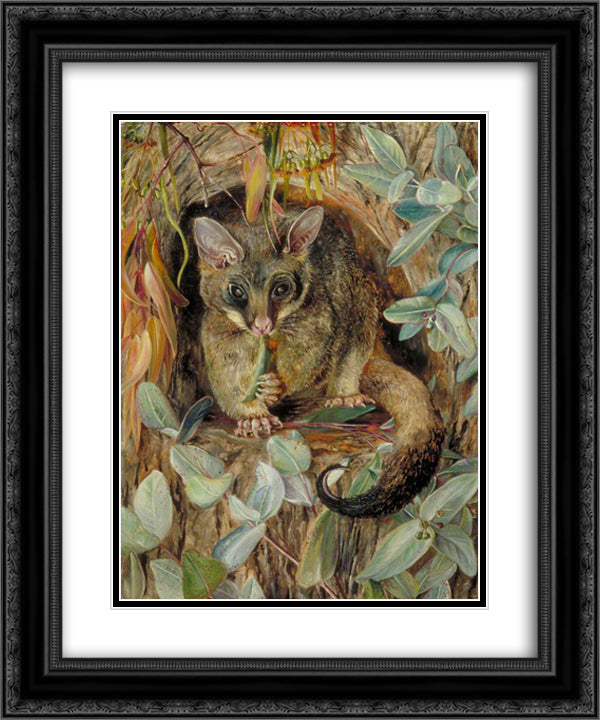 Possum up a Gum Tree 20x24 Black Ornate Wood Framed Art Print Poster with Double Matting by North, Marianne