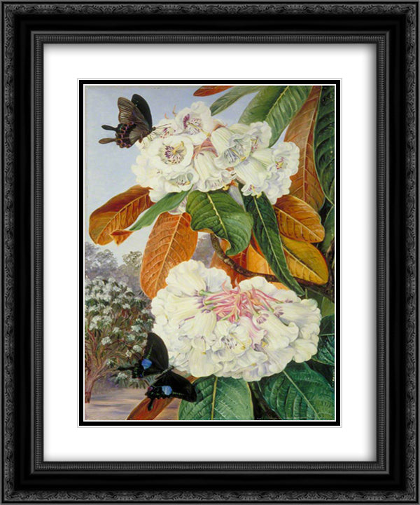 Rhododendron Falconeri from the Mountains of North India 20x24 Black Ornate Wood Framed Art Print Poster with Double Matting by North, Marianne