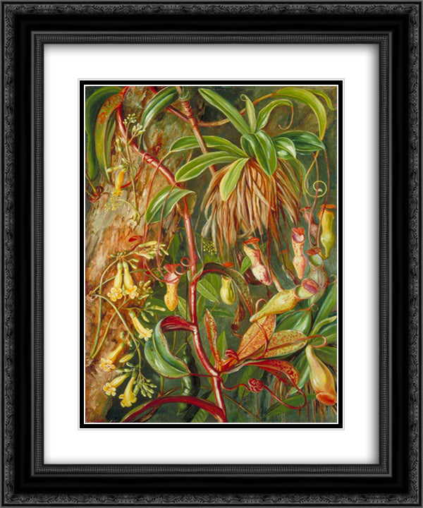 Seychelles Pitcher Plant and Bilimb Marron 20x24 Black Ornate Wood Framed Art Print Poster with Double Matting by North, Marianne
