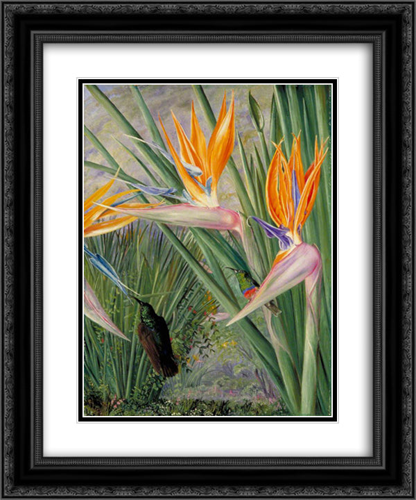 Strelitzia and Sugar Birds, South Africa 20x24 Black Ornate Wood Framed Art Print Poster with Double Matting by North, Marianne