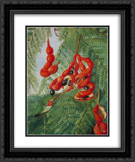 The Wild Tamarind of Jamaica with Scarlet Pod and Barbet 20x24 Black Ornate Wood Framed Art Print Poster with Double Matting by North, Marianne