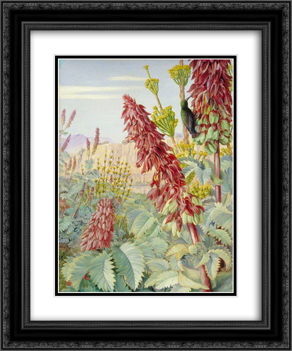 Touch-Me-Not and Sugar-Birds at Tulbagh, South Africa 20x24 Black Ornate Wood Framed Art Print Poster with Double Matting by North, Marianne