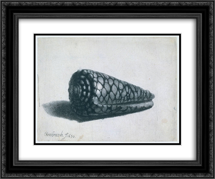 The Shell (Conus marmoreus) 24x20 Black Ornate Wood Framed Art Print Poster with Double Matting by Rembrandt