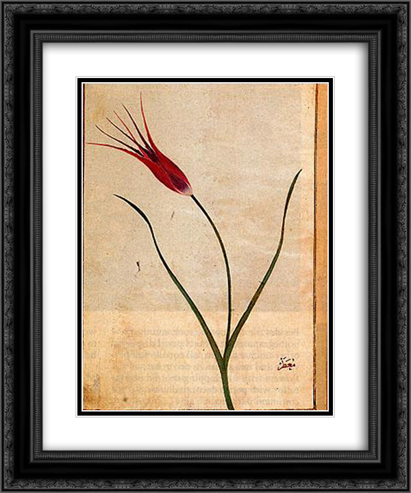 Tulip 20x24 Black Ornate Wood Framed Art Print Poster with Double Matting by Mansur, Ustad