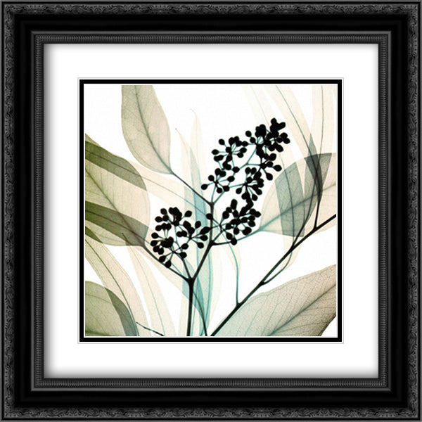 Eucalyptus 16x18 Black Ornate Wood Framed Art Print Poster with Double Matting by Meyers, Steven N.