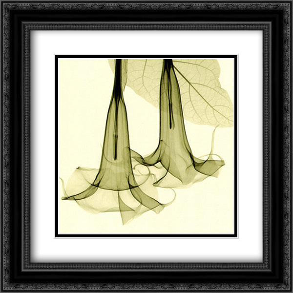 Datura 14x16 Black Ornate Wood Framed Art Print Poster with Double Matting by Meyers, Steven N.