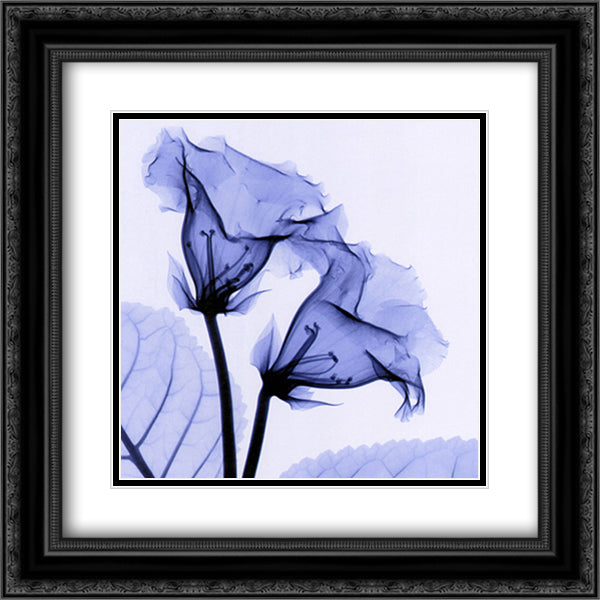 Gloxinia 14x16 Black Ornate Wood Framed Art Print Poster with Double Matting by Meyers, Steven N.