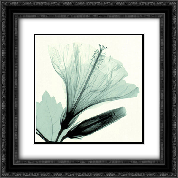 Hibiscus Bud 14x16 Black Ornate Wood Framed Art Print Poster with Double Matting by Meyers, Steven N.