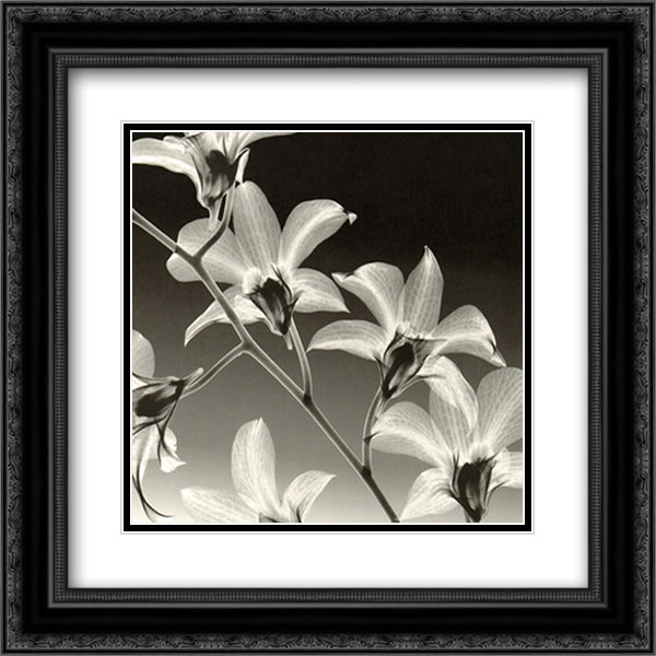 Orchid Denrobium 15x18 Black Ornate Wood Framed Art Print Poster with Double Matting by Meyers, Steven N.