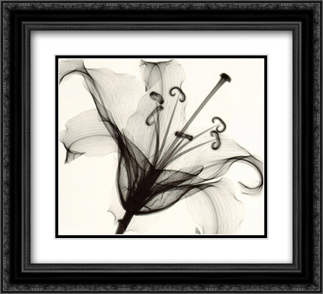 Lily Muscadet 15x18 Black Ornate Wood Framed Art Print Poster with Double Matting by Meyers, Steven N.