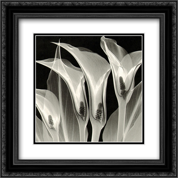 Four Callas No.3 15x18 Black Ornate Wood Framed Art Print Poster with Double Matting by Meyers, Steven N.