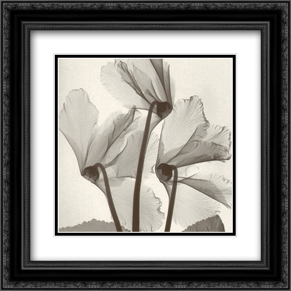 Cyclamen Study No.1 15x18 Black Ornate Wood Framed Art Print Poster with Double Matting by Meyers, Steven N.