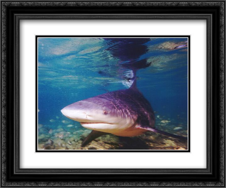 Bull shark 14x12 Black Ornate Wood Framed Art Print Poster with Double Matting