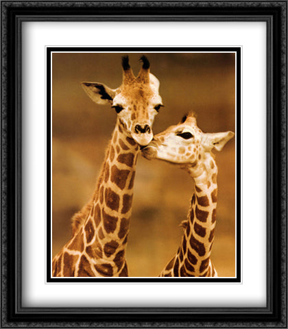 Giraffe First Love 28x32 Black Ornate Wood Framed Art Print Poster with Double Matting by D'Raine, Ron
