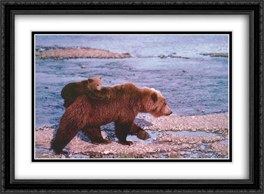 Brown Bear Carrying Cub, Alaska 40x28 Black Ornate Wood Framed Art Print Poster with Double Matting