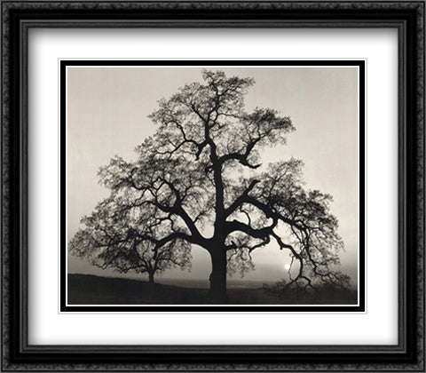 Oak Tree, Sunset City, California 34x28 Black Ornate Wood Framed Art Print Poster with Double Matting by Adams, Ansel