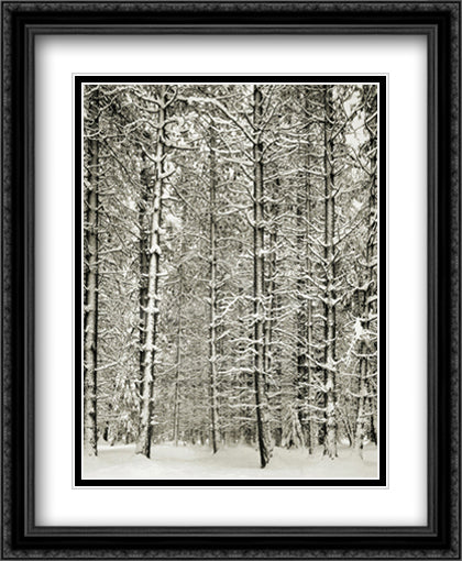 Pine Forest In The Snow, Yosemite Nation 28x40 Black Ornate Wood Framed Art Print Poster with Double Matting by Adams, Ansel