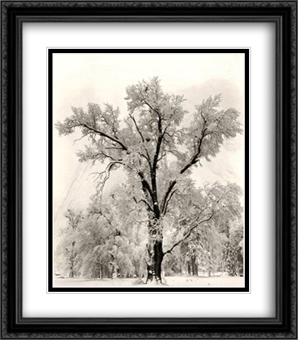 Oak Tree 28x40 Black Ornate Wood Framed Art Print Poster with Double Matting by Adams, Ansel