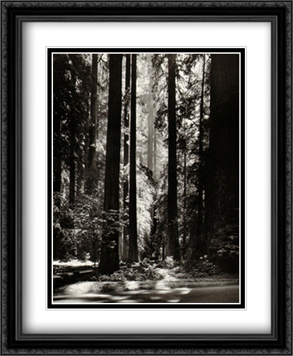 Redwoods, Founders Grove 28x34 Black Ornate Wood Framed Art Print Poster with Double Matting by Adams, Ansel