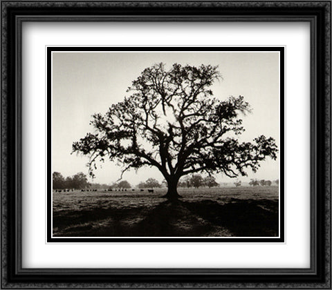 Oak Tree Sunrise 32x28 Black Ornate Wood Framed Art Print Poster with Double Matting by Adams, Ansel