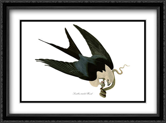 American Swallow-Tailed Kite 38x28 Black Ornate Wood Framed Art Print Poster with Double Matting by Audubon, John James