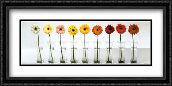 Gerbera Spectrum 40x16 Black Ornate Wood Framed Art Print Poster with Double Matting