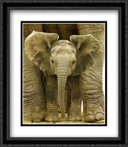 Big Ears Baby Elephant 28x32 Black Ornate Wood Framed Art Print Poster with Double Matting