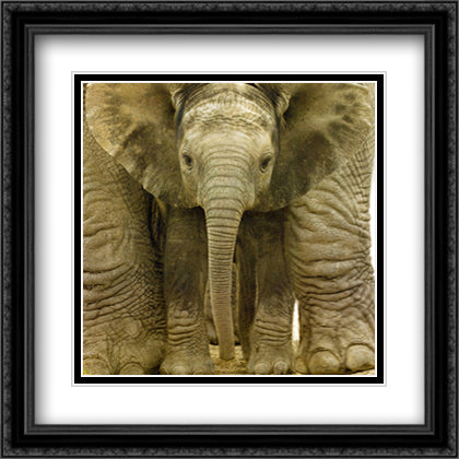 Big Ears (Baby Elephant) 28x28 Black Ornate Wood Framed Art Print Poster with Double Matting