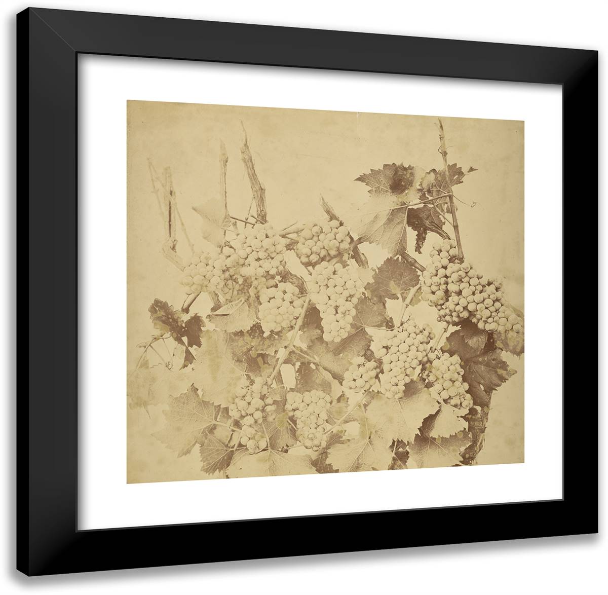 Grapes 20x20 Black Modern Wood Framed Art Print Poster by Braun, Adolphe