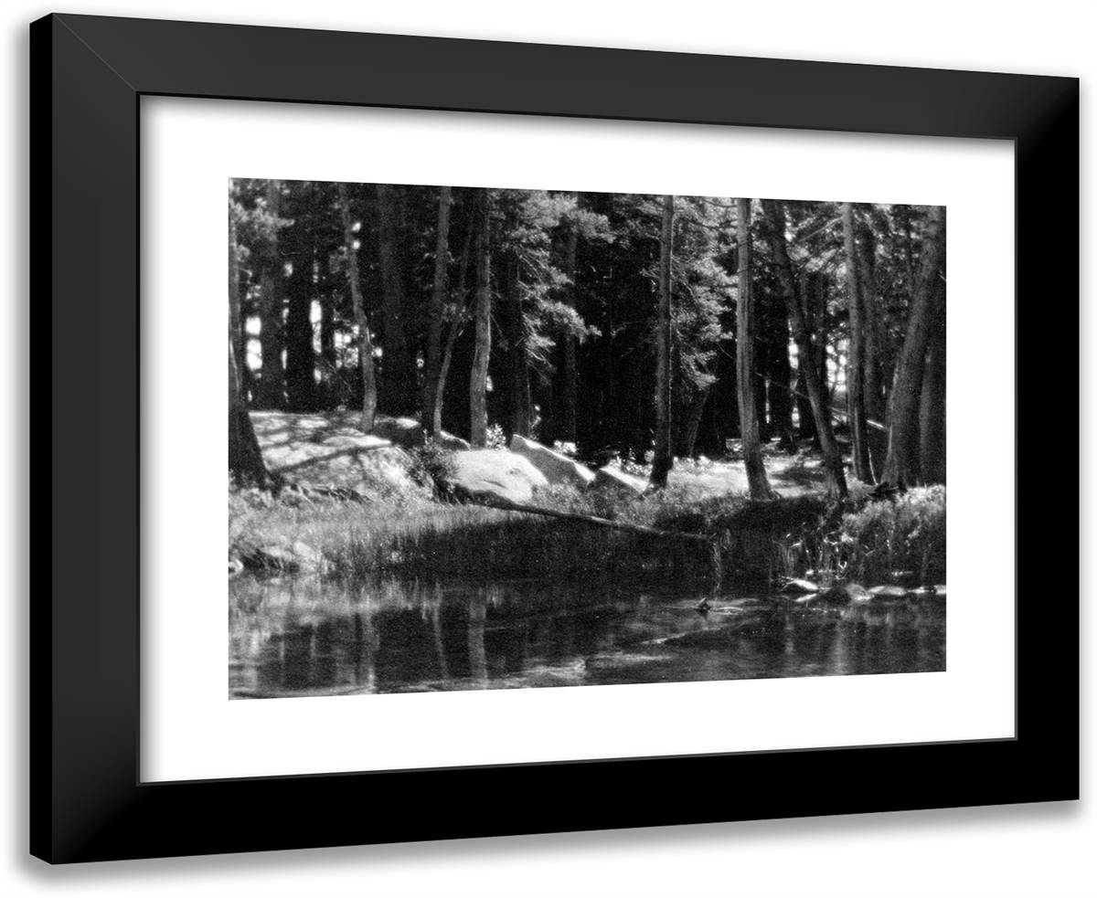 A Grove of Tamarack Pine, Near Timber Line 24x20 Black Modern Wood Framed Art Print Poster by Adams, Ansel