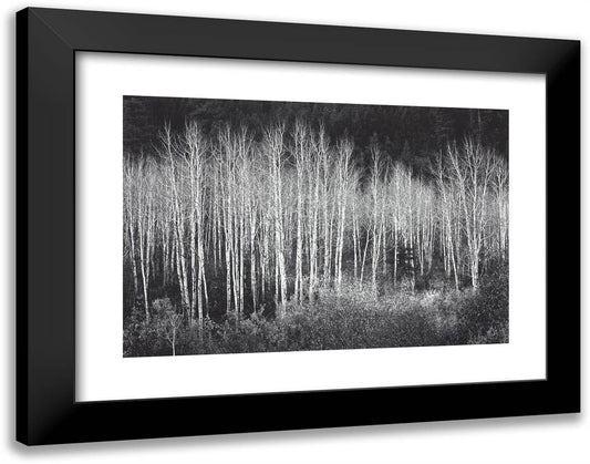 Aspens, Dawn, Dolores River Canyon, Autumn, Colorado 24x19 Black Modern Wood Framed Art Print Poster by Adams, Ansel