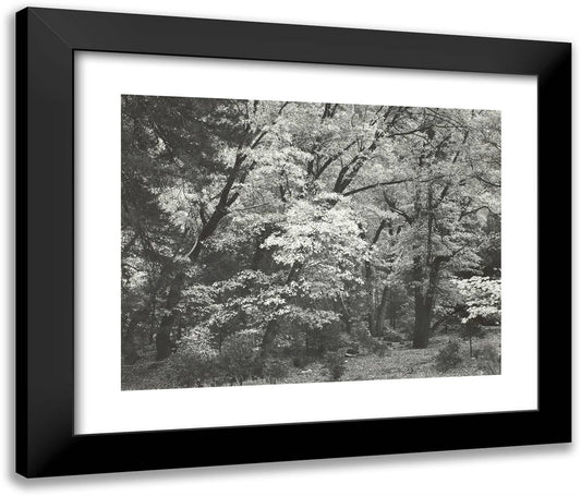 Autumn, Yosemite Valley 24x20 Black Modern Wood Framed Art Print Poster by Adams, Ansel