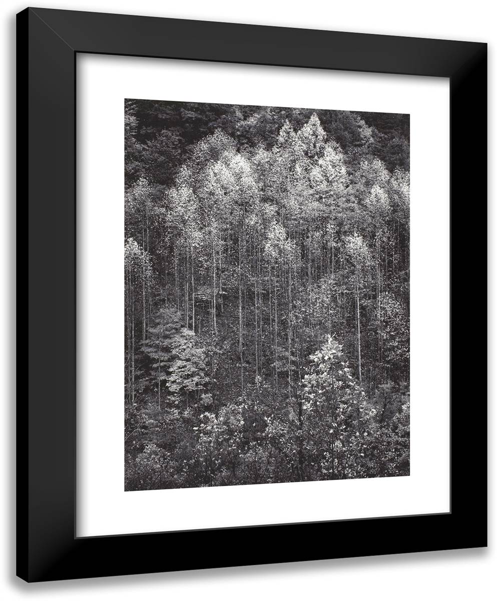 Dawn, Autumn Forest, Great Smoky Mountains National Park, Tennessee 19x24 Black Modern Wood Framed Art Print Poster by Adams, Ansel