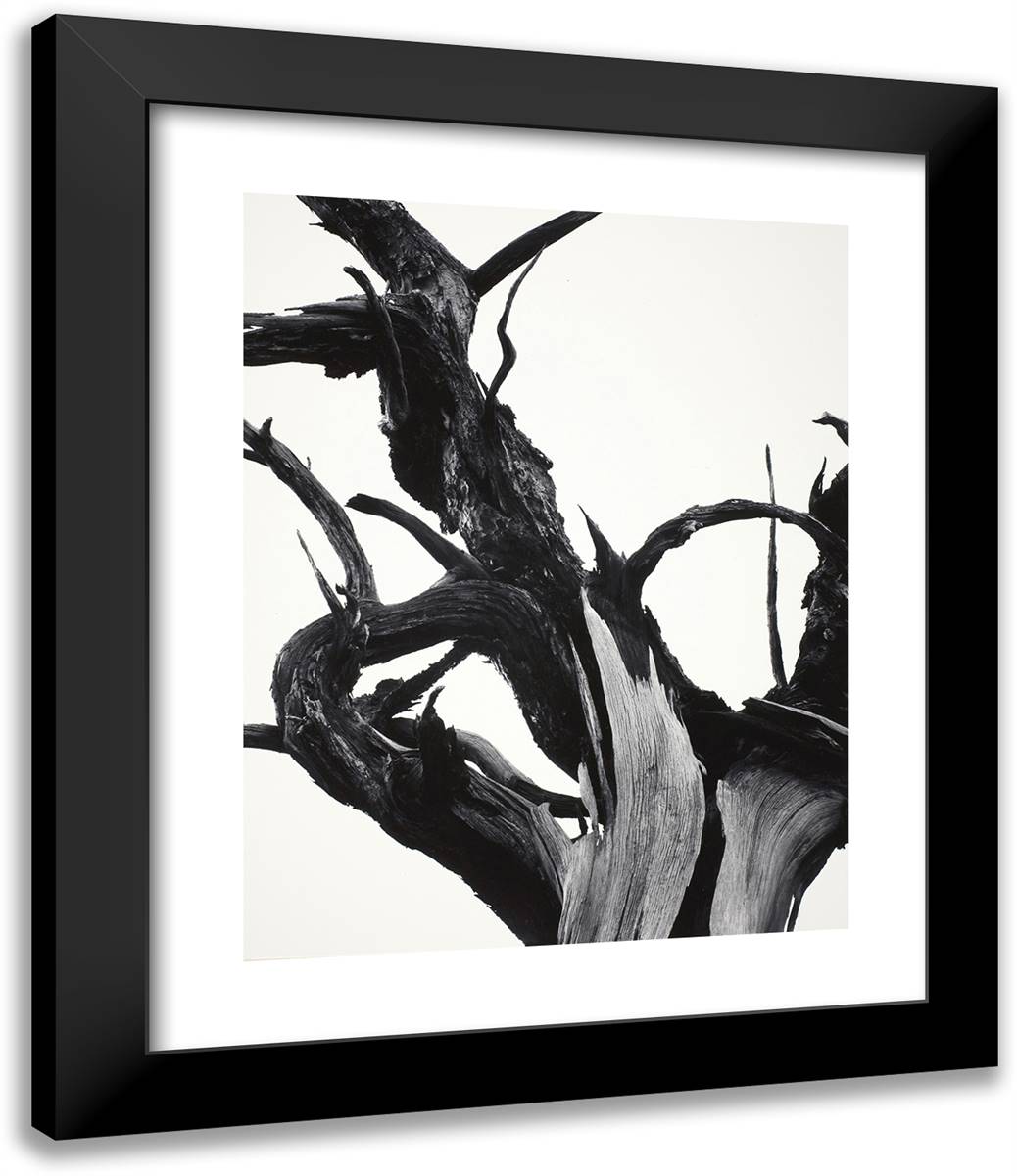 Dead Tree, Sunset Crater National Monument, Arizona 20x24 Black Modern Wood Framed Art Print Poster by Adams, Ansel