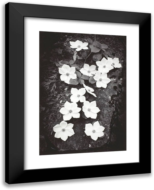 Dogwood Blossoms 19x24 Black Modern Wood Framed Art Print Poster by Adams, Ansel