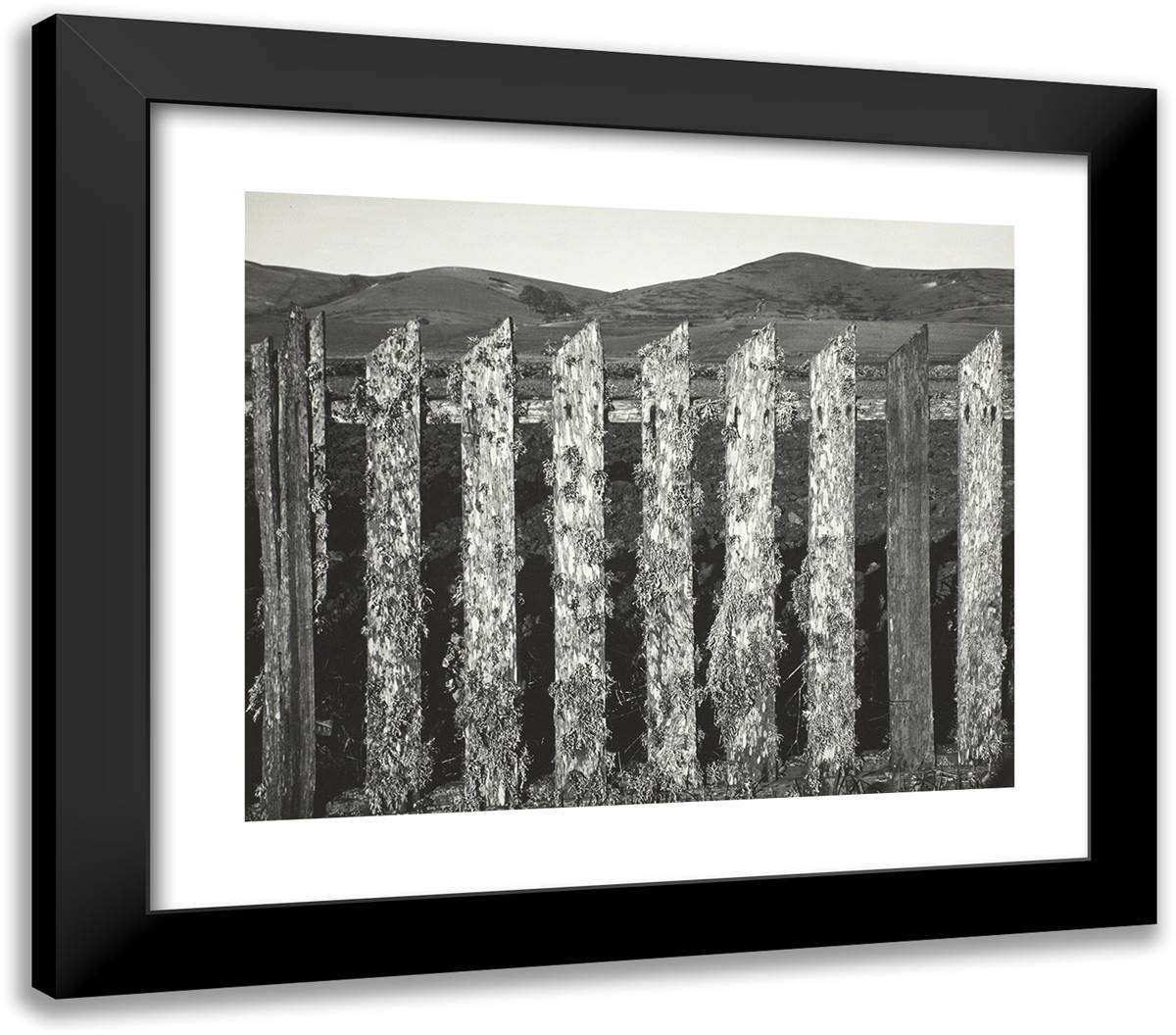 Fence, Near Tomales Bay, California 23x20 Black Modern Wood Framed Art Print Poster by Adams, Ansel