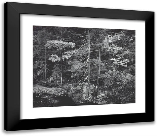 Forest and Stream, Northern California 23x20 Black Modern Wood Framed Art Print Poster by Adams, Ansel