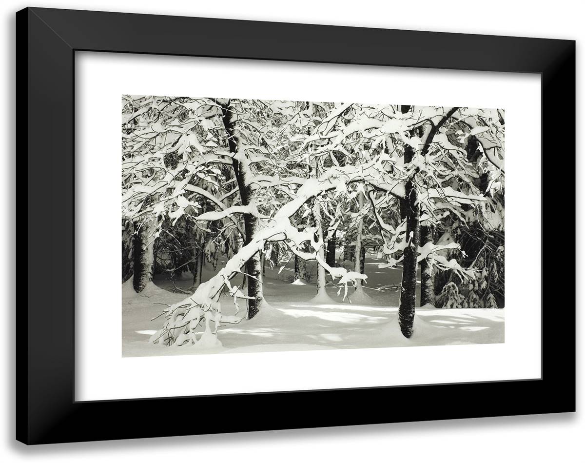 Forest, Winter, Yosemite Valley 24x19 Black Modern Wood Framed Art Print Poster by Adams, Ansel