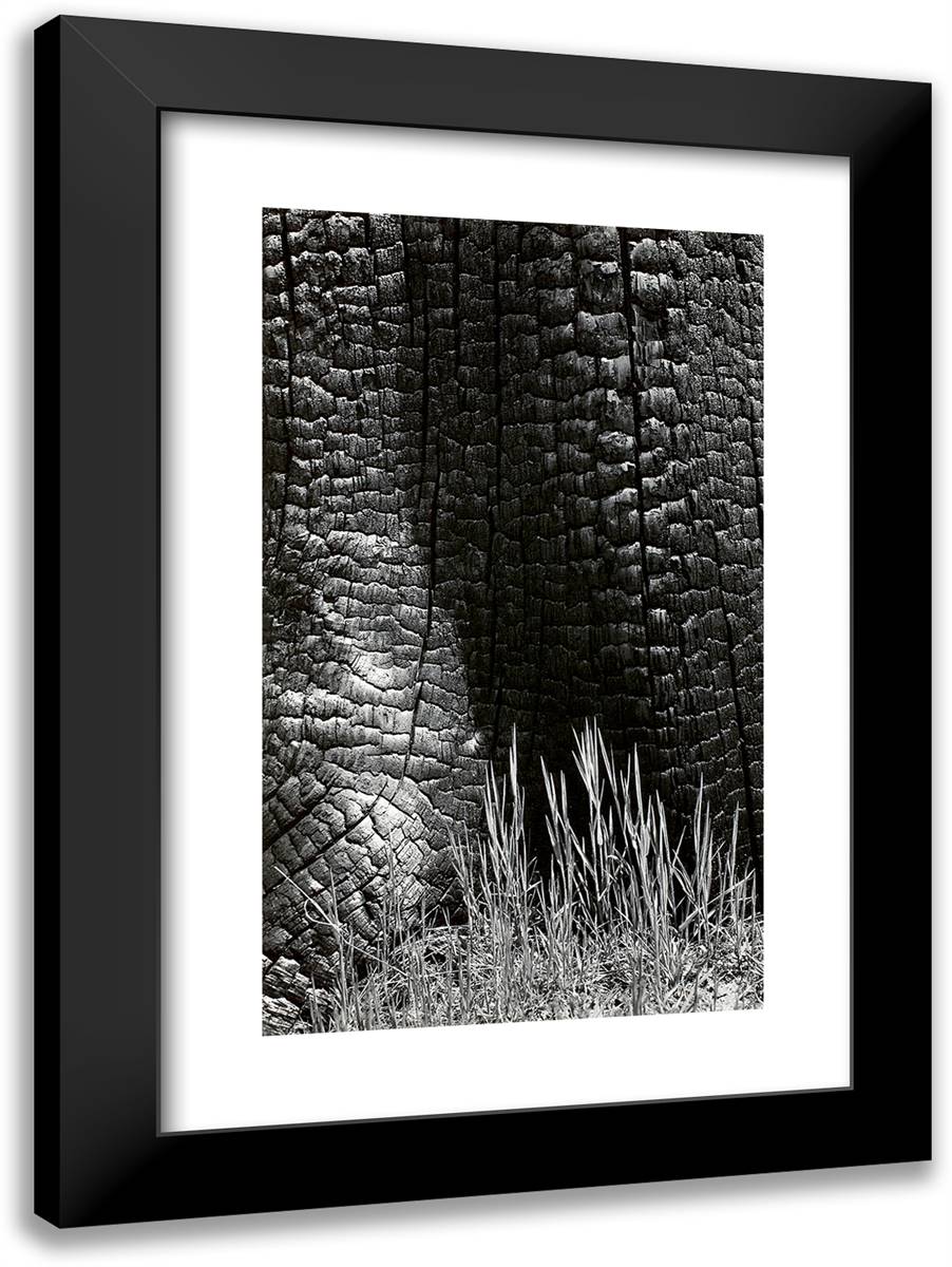 Grass and Burned Wood 17x24 Black Modern Wood Framed Art Print Poster by Adams, Ansel