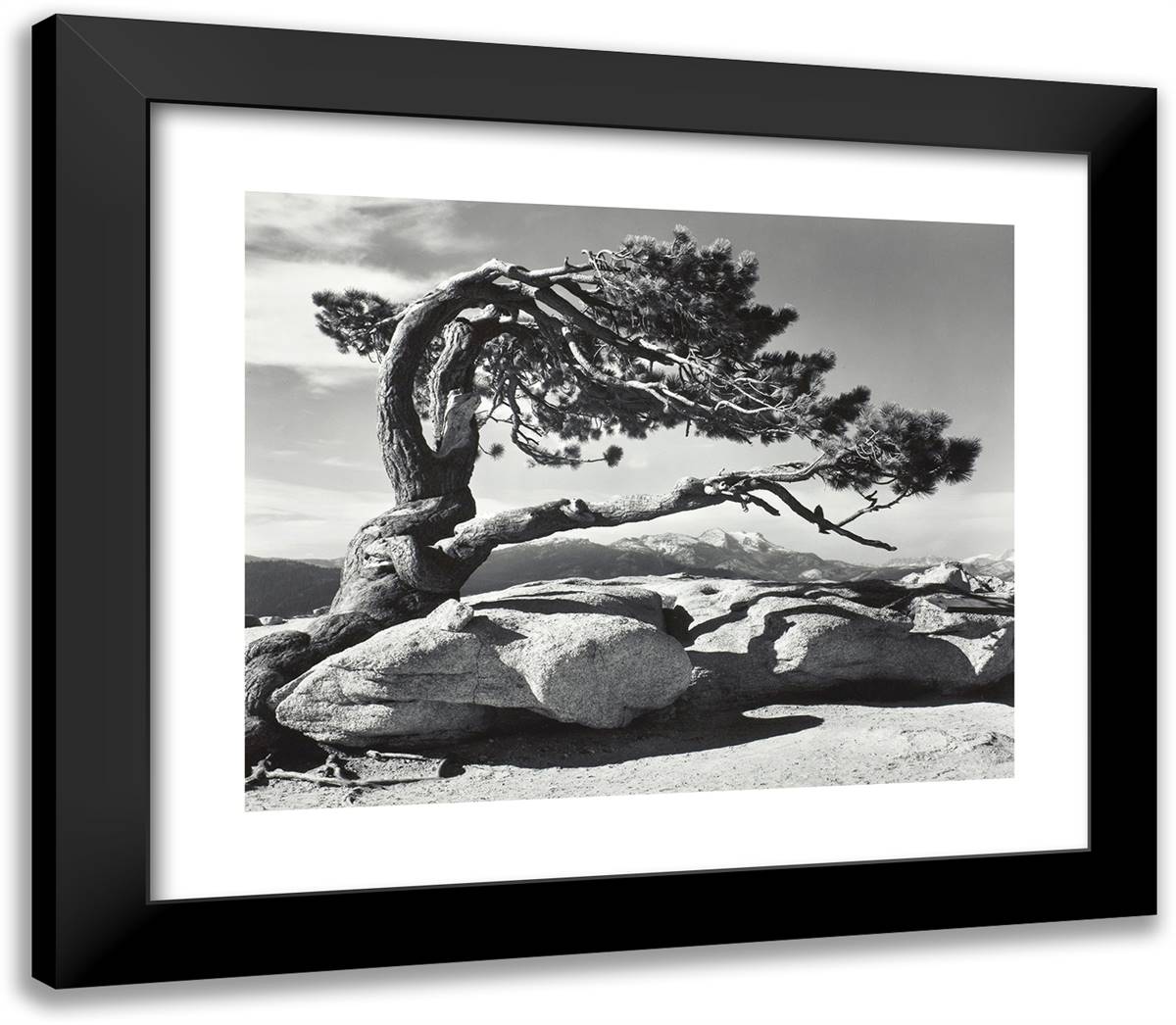 Jeffrey Pine, Sentinel Dome, Yosemite National Park, California 23x20 Black Modern Wood Framed Art Print Poster by Adams, Ansel