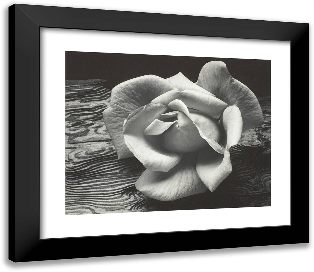 Rose and Driftwood, San Francisco, California 23x20 Black Modern Wood Framed Art Print Poster by Adams, Ansel