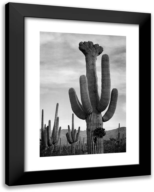 Saguaro Cactus 19x24 Black Modern Wood Framed Art Print Poster by Adams, Ansel