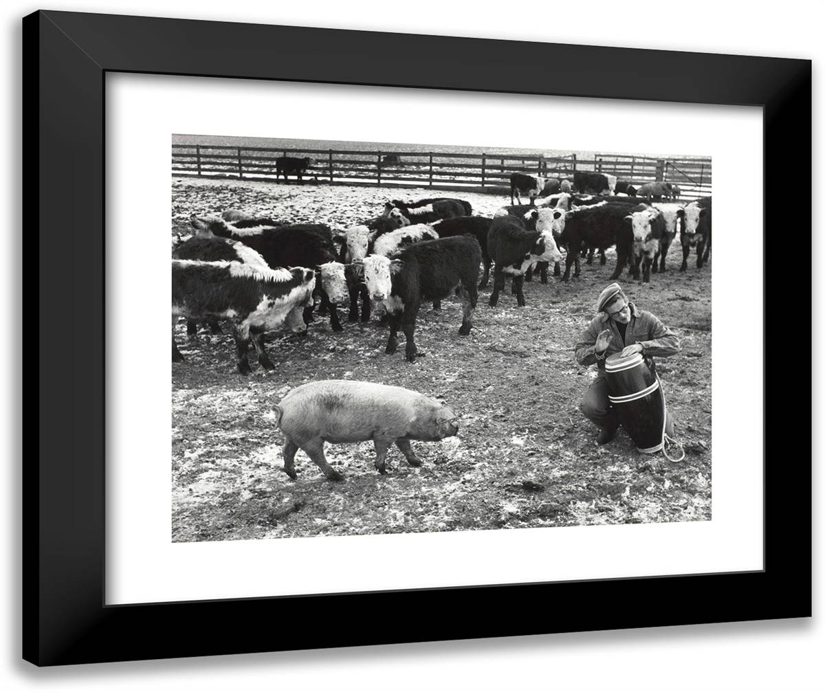 Jimmy James Dean Beating Bongo Drums for Farm Animals 24x20 Black Modern Wood Framed Art Print Poster by Stock, Dennis