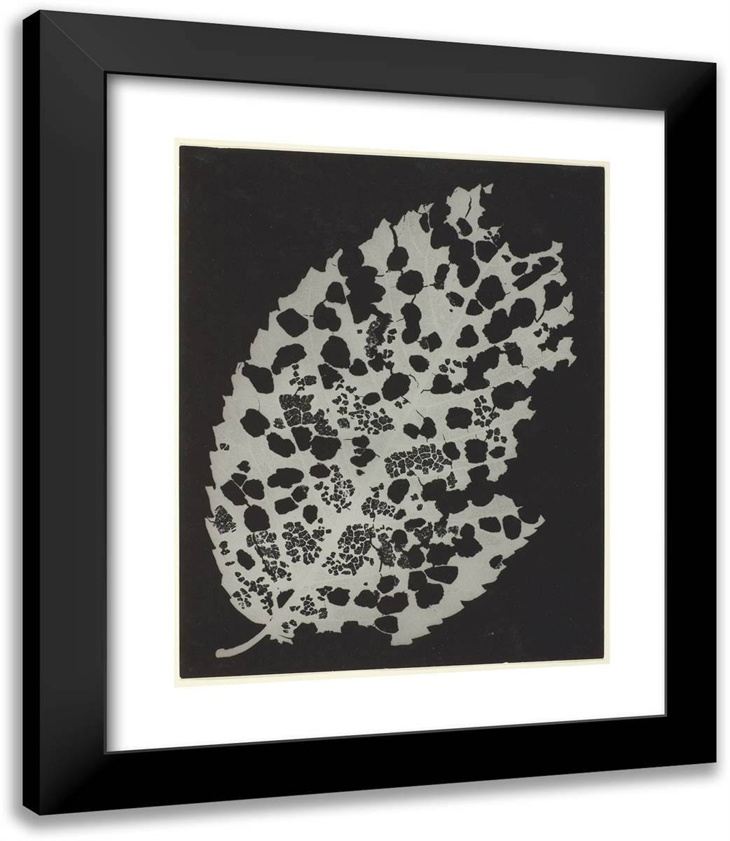 Dead Leaf 20x23 Black Modern Wood Framed Art Print Poster by Man Ray