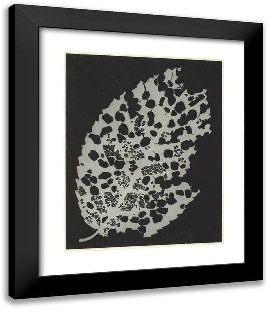 Dead Leaf 20x23 Black Modern Wood Framed Art Print Poster by Man Ray
