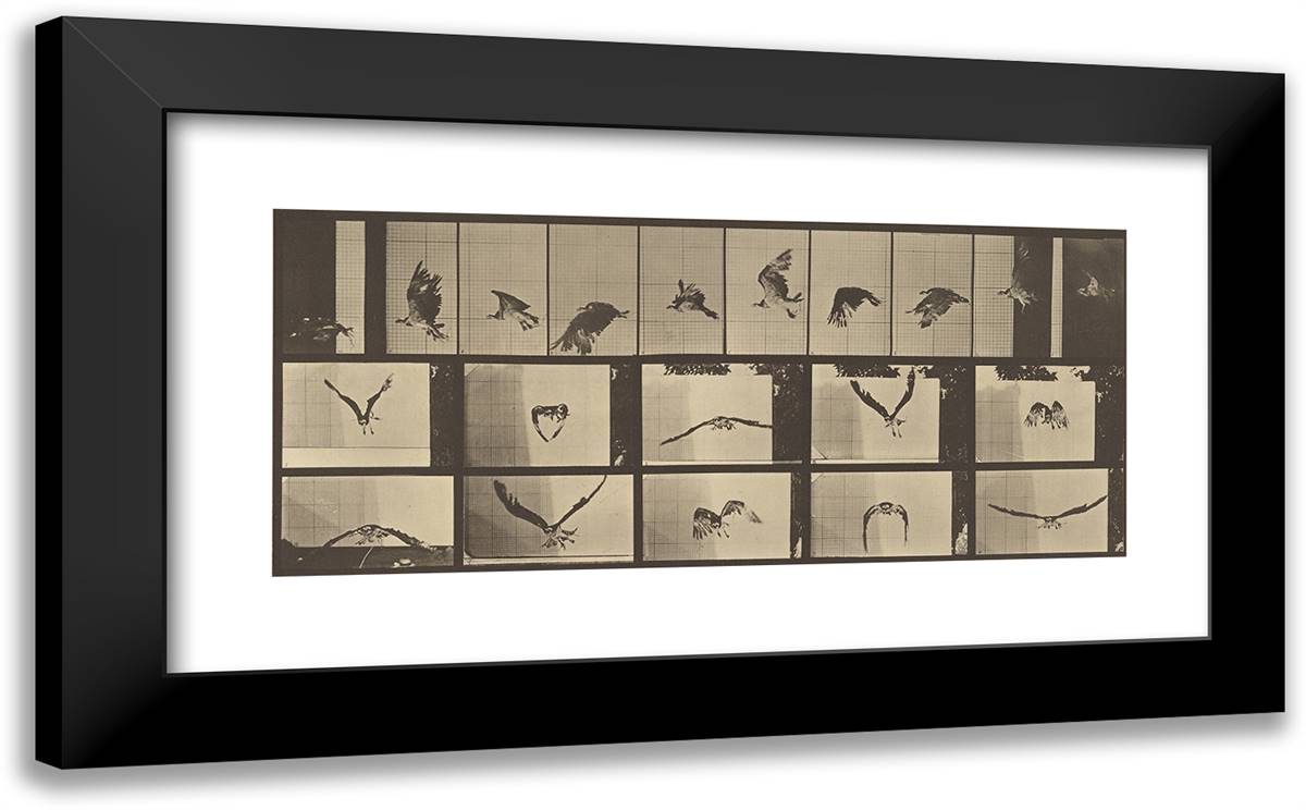 Animal Locomotion III 24x15 Black Modern Wood Framed Art Print Poster by Muybridge, Eadweard